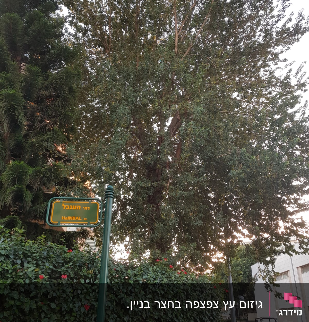 עץ גדול עם ענפים צפופים ברחוב